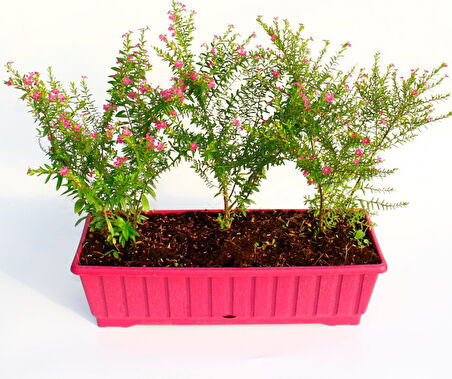 Kufeya (Cennet Çiçeği) Pembe Balkon Saksısında 10 Adet