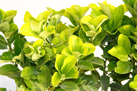 Gold Taflan (Euonymus Japonica Aurea) – Sarı Çit Bitkisi 6’li Dikim Sarı Saksıda