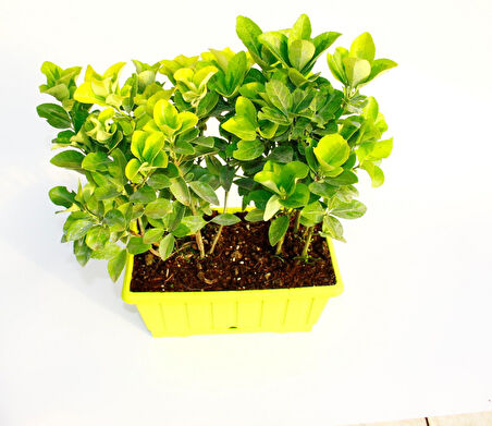Gold Taflan (Euonymus Japonica Aurea) – Sarı Çit Bitkisi 6’li Dikim Sarı Saksıda