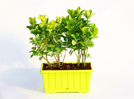 Gold Taflan (Euonymus Japonica Aurea) – Sarı Çit Bitkisi 6’li Dikim Sarı Saksıda