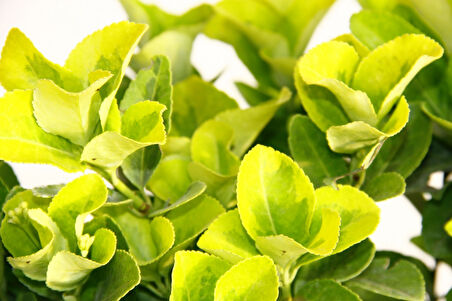 Gold Taflan (Euonymus Japonica Aurea) – Sarı Çit Bitkisi 6’li Dikim Sarı Saksıda