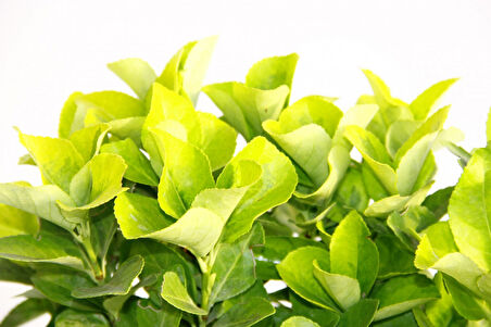 Gold Taflan (Euonymus Japonica Aurea) – Sarı Çit Bitkisi Mavi Saksıda 2 Adet