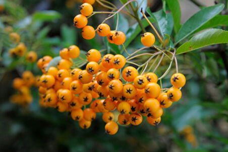 Bonsaı Ateş Dikeni Pyracantha Coccinea 2 Adet