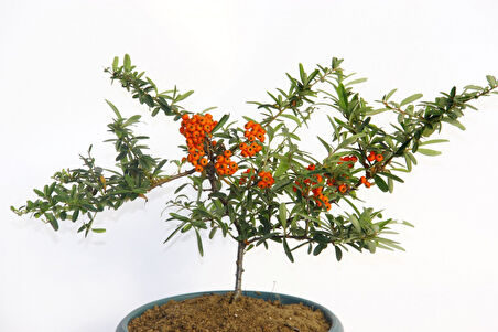 Bonsaı Ateş Dikeni Pyracantha Coccinea 2 Adet
