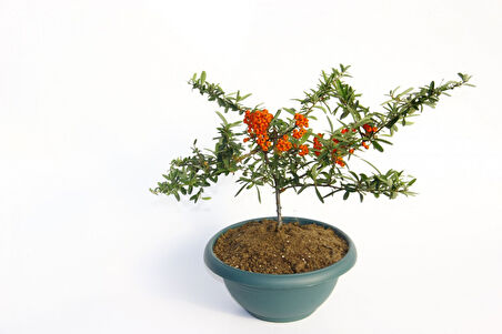 Bonsaı Ateş Dikeni Pyracantha Coccinea 2 Adet