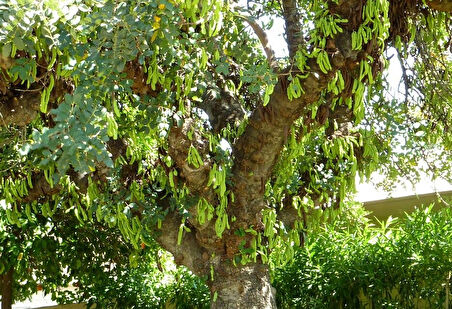 Keçiboynuzu Harput Fidanı Ceratonia Siliqua 2 Adet