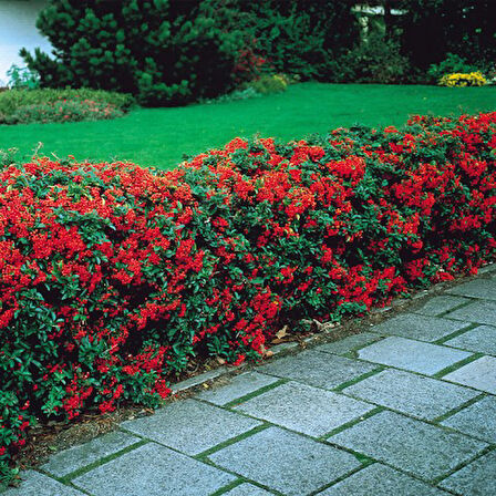 Ateş Dikeni - Pyracantha 3 Adet