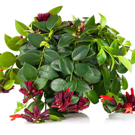 Ruj Çiçeği (Aeschynanthus) - Askılı Saksıda 3 Adet