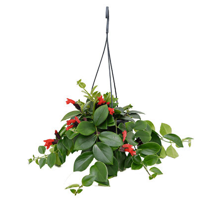 Ruj Çiçeği (Aeschynanthus) - Askılı Saksıda 3 Adet