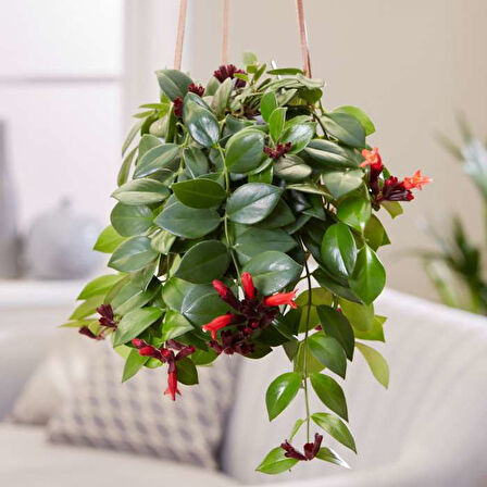 Ruj Çiçeği (Aeschynanthus) - Askılı Saksıda 5 Adet