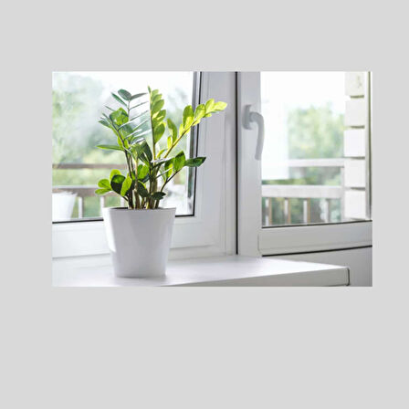 Zamia (Zeze çiçeği) 3 Adet