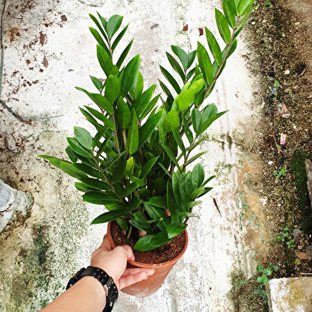 Zamia (Zeze çiçeği) 3 Adet