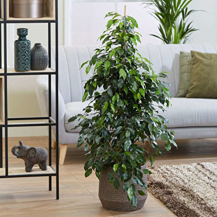 Benjamin - Ficus Benjamina 90 cm 2 Adet
