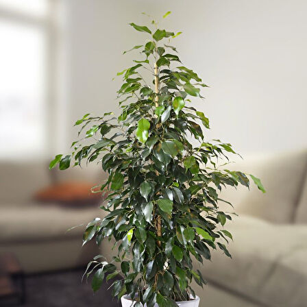 Benjamin - Ficus Benjamina 90 cm 2 Adet