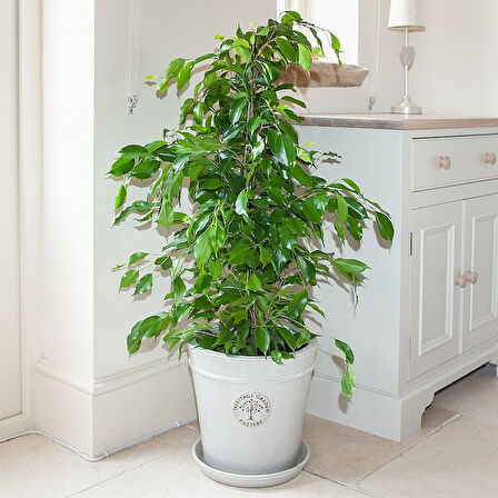 Benjamin - Ficus Benjamina 90 cm 2 Adet