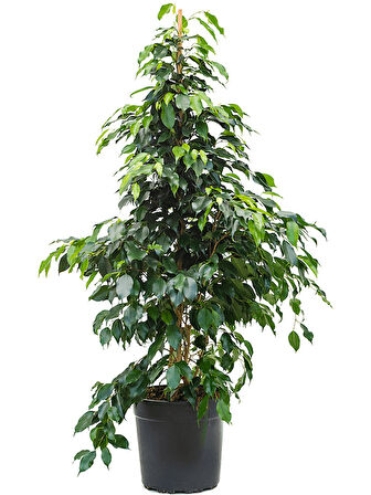 Benjamin - Ficus Benjamina 90 cm 2 Adet