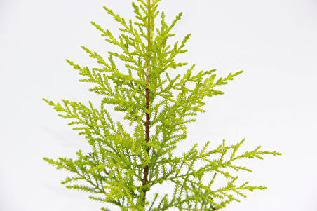 Limoni Servi (Cupressus Macrocarpa Goldcrest) 20-30 cm 10 Adet