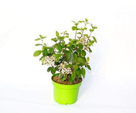 Viburnum Tinus - Yaprak Dökmeyen Kartopu Yeşil Saksıda 2 Adet