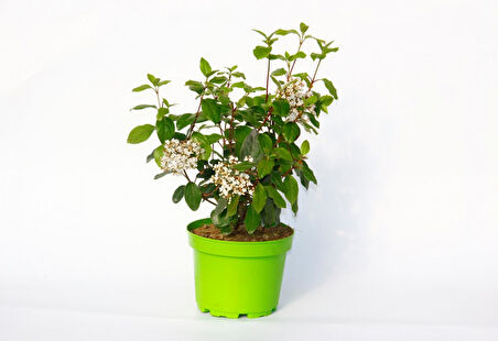 Viburnum Tinus - Yaprak Dökmeyen Kartopu Yeşil Saksıda 3 Adet