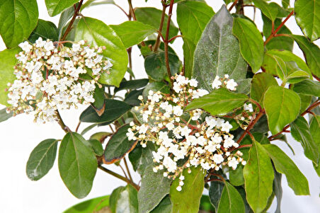 Viburnum Tinus - Yaprak Dökmeyen Kartopu Yeşil Saksıda 3 Adet