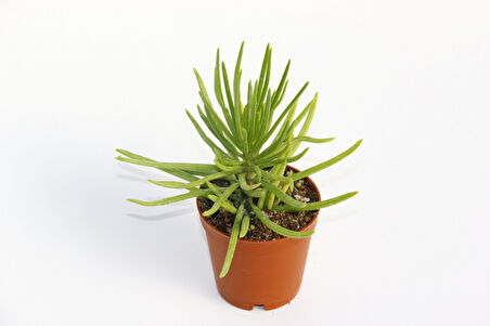 Senecio Barbertonicus Himalaya Sukulent - 5 Adet