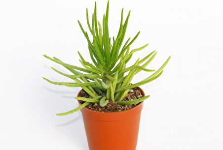 Senecio Barbertonicus Himalaya Sukulent - 5 Adet