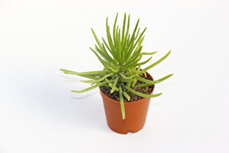 Senecio Barbertonicus Himalaya Sukulent - 5 Adet