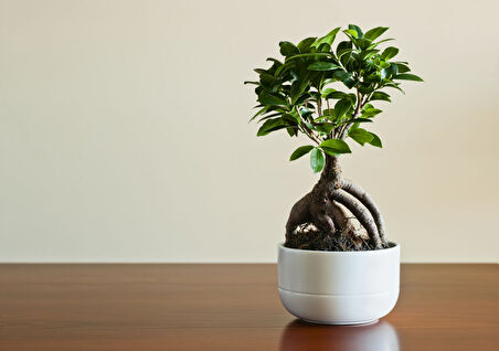 Ficus Ginseng Bonsai 2 Adet