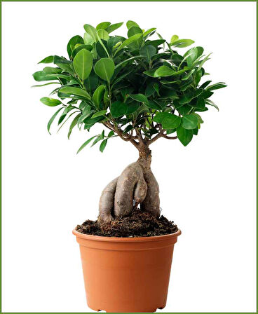 Ficus Ginseng Bonsai 2 Adet