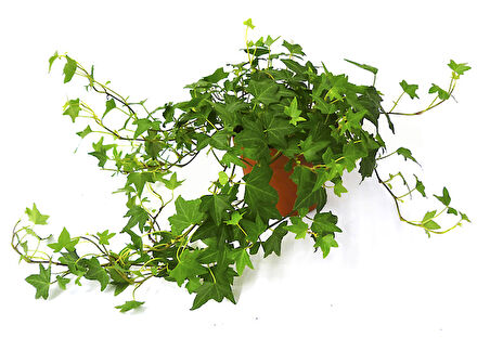 Mini Hedera Salon Sarmaşığı- (Hedera Helix Green) Askılı Saksıda 2 Adet
