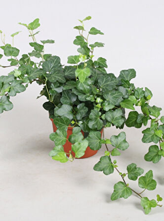 Mini Hedera Salon Sarmaşığı- (Hedera Helix Green) Askılı Saksıda 2 Adet