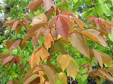 Acer Negundo Dişbudak Yapraklı Akçaağaç 5 Adet