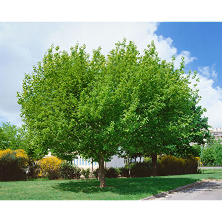 Acer Negundo Dişbudak Yapraklı Akçaağaç 5 Adet