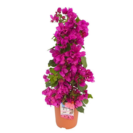 Begonvil - Pembe 100cm 3 Adet