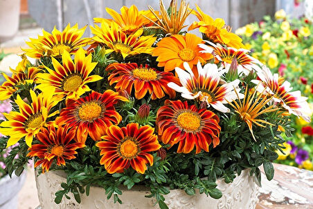 Gazanya – Koyun Gözü 10’lu Karışık Renklerde