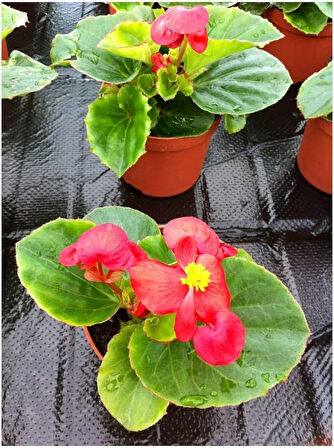 Begonya Çiçeği Kırmızı Begonıa Semperflorens 45 Adet