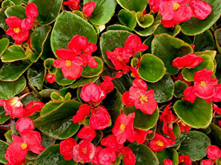Begonya Çiçeği Kırmızı Begonıa Semperflorens 45 Adet