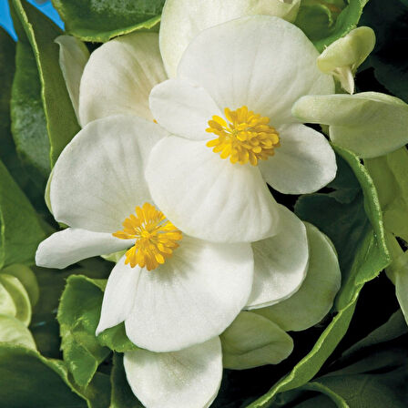 Begonya Çiçeği Beyaz Begonıa Semperflorens 45 Adet