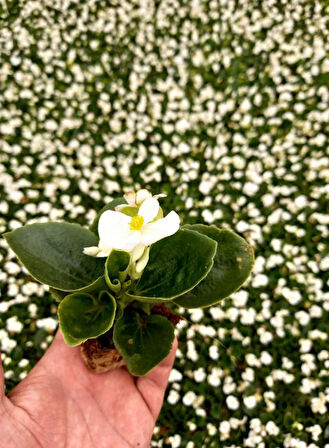 Begonya Çiçeği Beyaz Begonıa Semperflorens 45 Adet