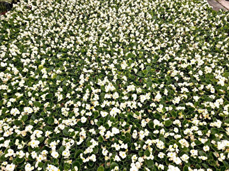 Begonya Çiçeği Beyaz Begonıa Semperflorens 45 Adet