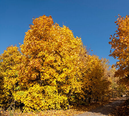 Akçaağaç Fidanı - Acer Platanoides 5 Adet
