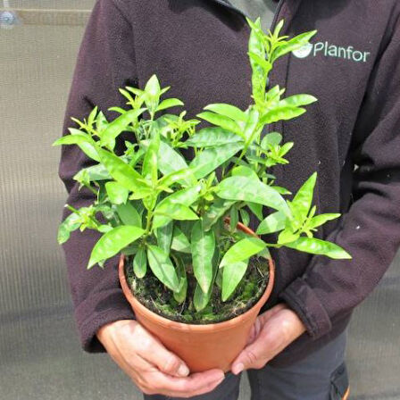 Melisa Çiçeği Cestrum Nocturnum 3 Adet