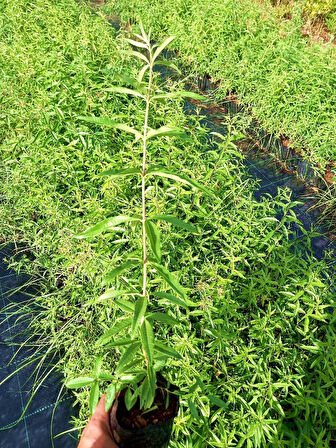 Limon Melisa - Melissa Officinalis 10 Adet