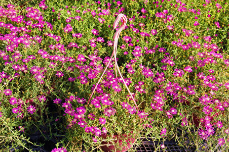 Acem Halısı - Pembe Askılı Saksıda 5 Adet