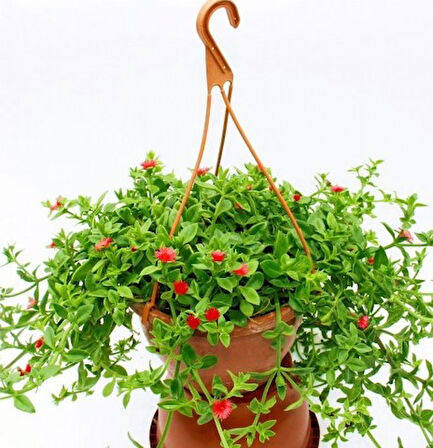 Buz Çiçeği Mesenbryanthemum Albatum Askılı Saksıda 5 Adet