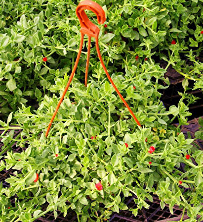 Buz Çiçeği Mesenbryanthemum Albatum Askılı Saksıda 5 Adet