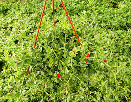 Buz Çiçeği Mesenbryanthemum Albatum Askılı Saksıda 5 Adet