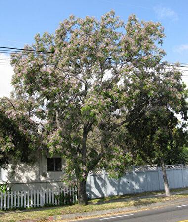 Tespih Ağacı (Melia Azedarach) 5 Adet