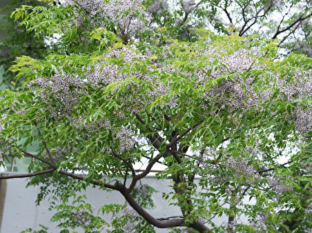 Tespih Ağacı (Melia Azedarach) 5 Adet