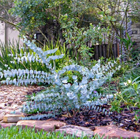 Mavi Okaliptus Fidanı Eucalyptus Globulus